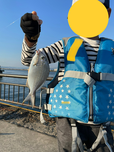 キビレの釣果