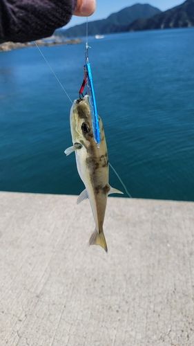 フグの釣果