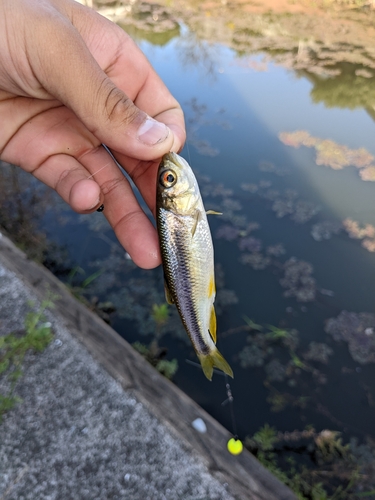 カワムツの釣果