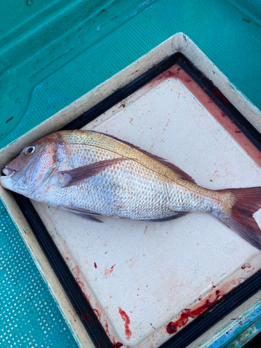 マダイの釣果