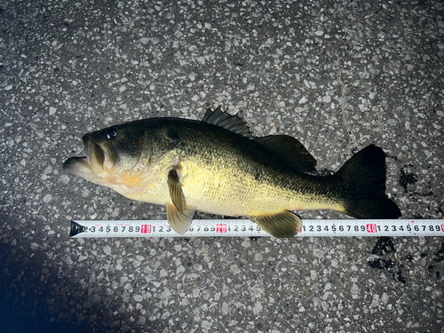 ブラックバスの釣果