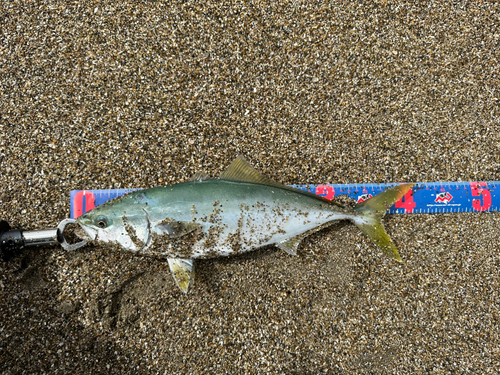 イナダの釣果