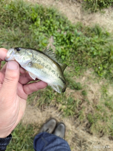 釣果