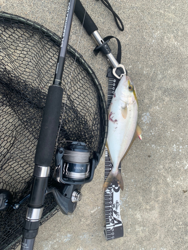 ショゴの釣果