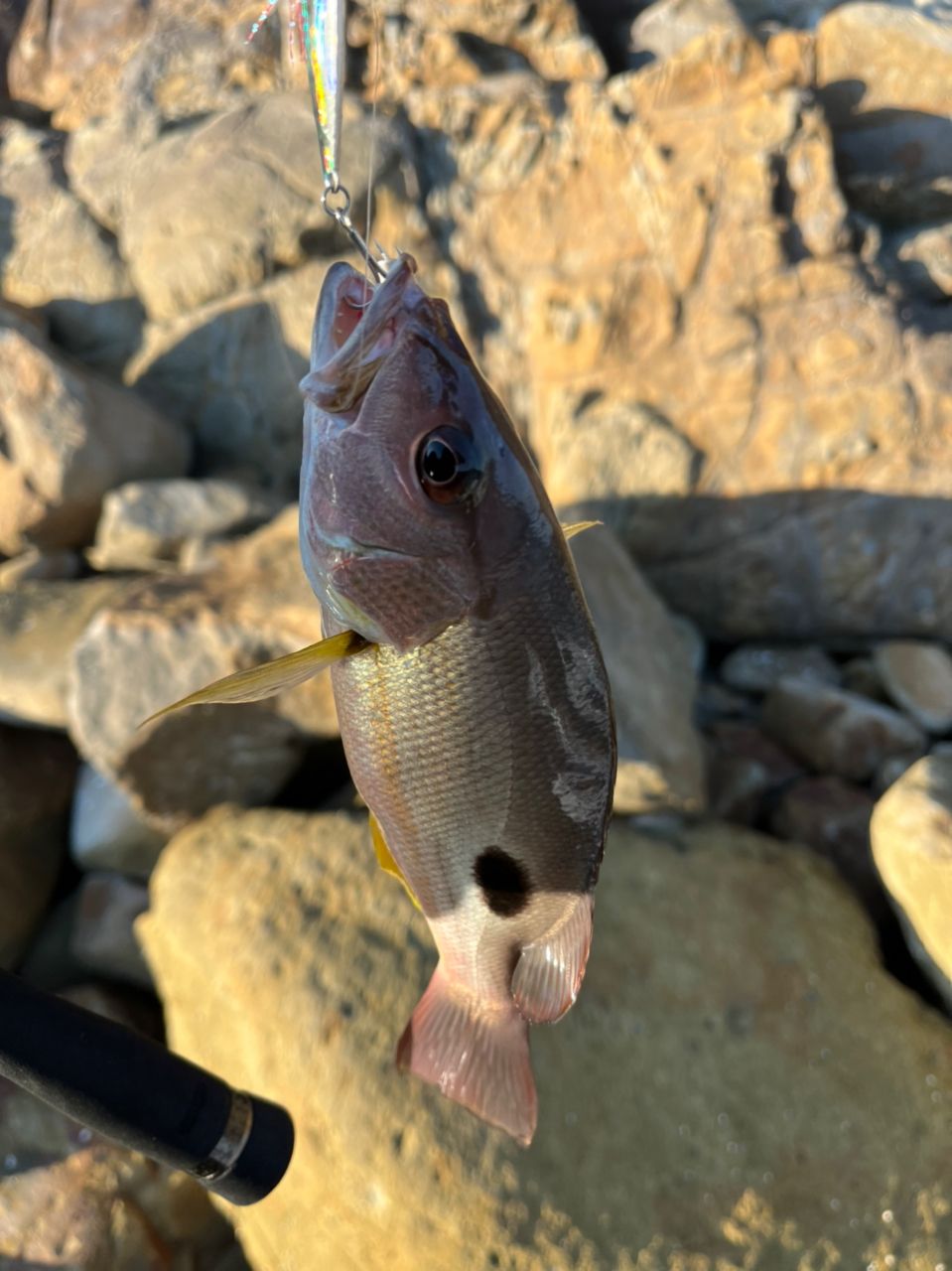 クロホシフエダイ