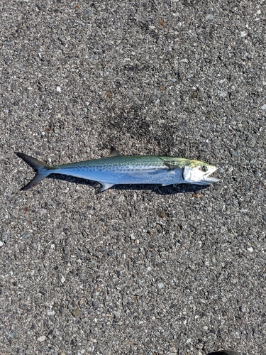 サゴシの釣果