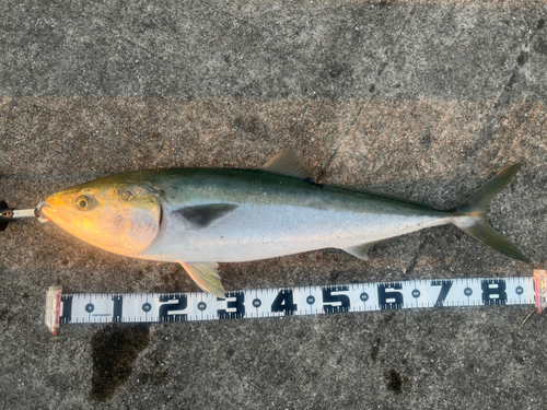 ブリの釣果