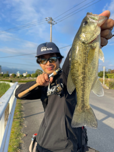 ラージマウスバスの釣果