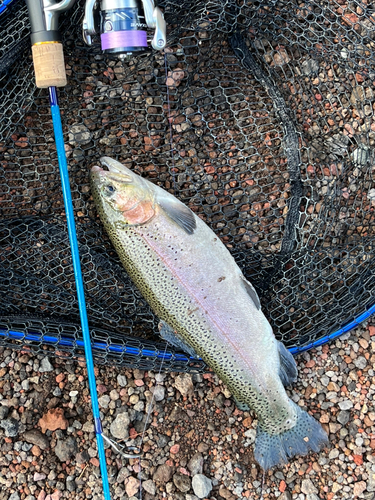 ニジマスの釣果