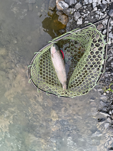 ニジマスの釣果