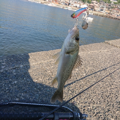 セイゴ（マルスズキ）の釣果