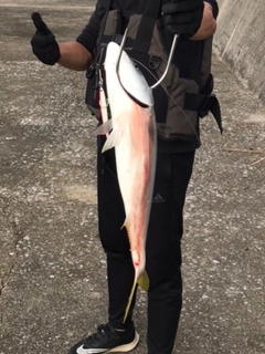 ハマチの釣果