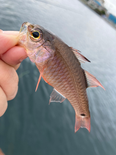 ネンブツダイの釣果