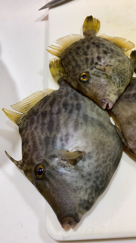 カワハギの釣果