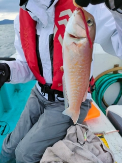 シロアマダイの釣果