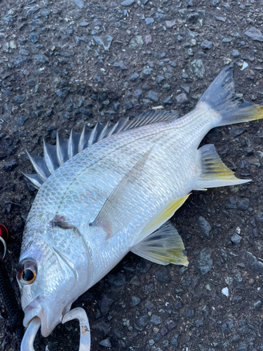 キビレの釣果