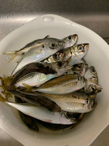 アジの釣果