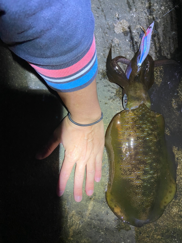 アオリイカの釣果