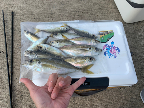 アジの釣果