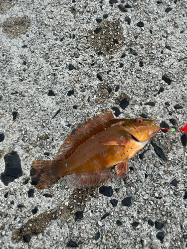 オハグロベラの釣果