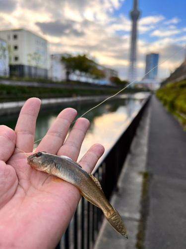 マハゼの釣果