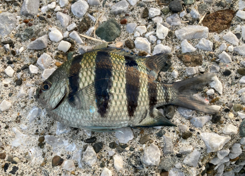 オヤビッチャの釣果