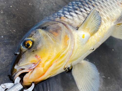 コイの釣果