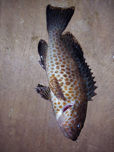 オオモンハタの釣果