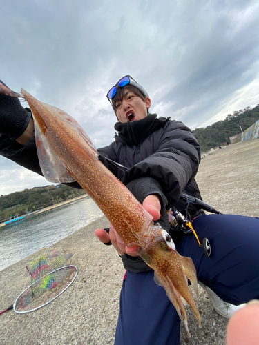 ヤリイカの釣果