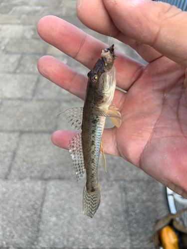 ハゼの釣果