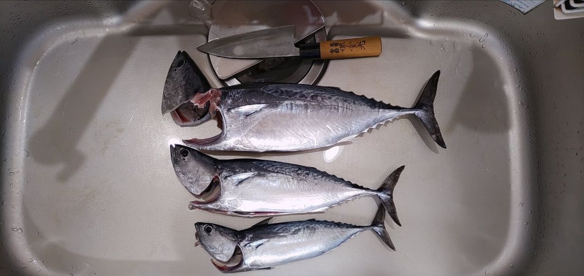 まさらさんの釣果 2枚目の画像