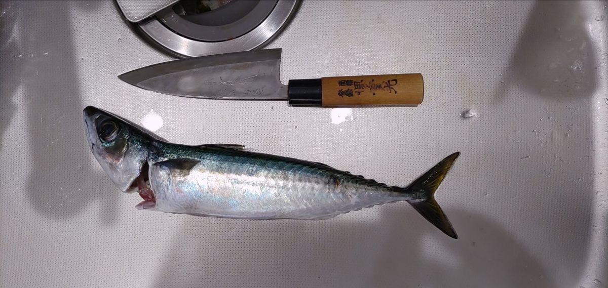 まさらさんの釣果 3枚目の画像