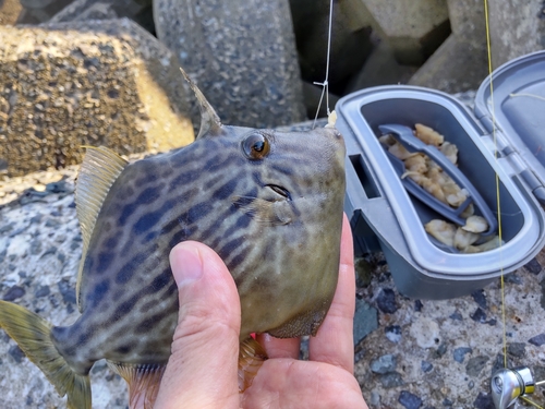 カワハギの釣果