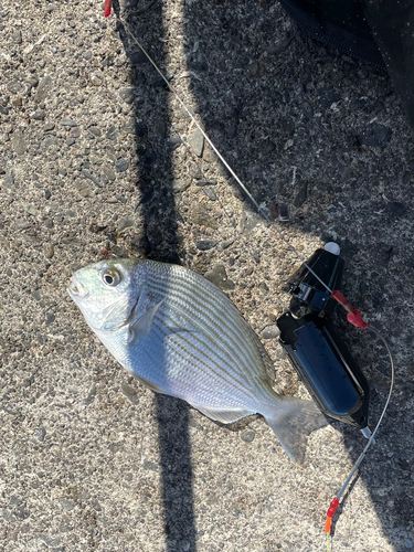 ヘダイの釣果