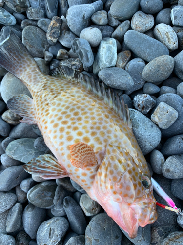 オオモンハタの釣果