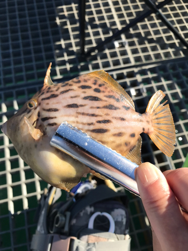 カワハギの釣果