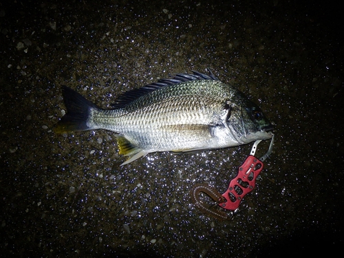 キビレの釣果