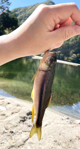 カワムツの釣果