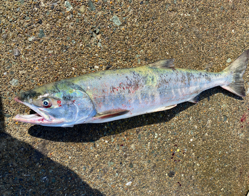 アキアジの釣果