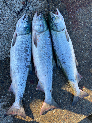 アキアジの釣果