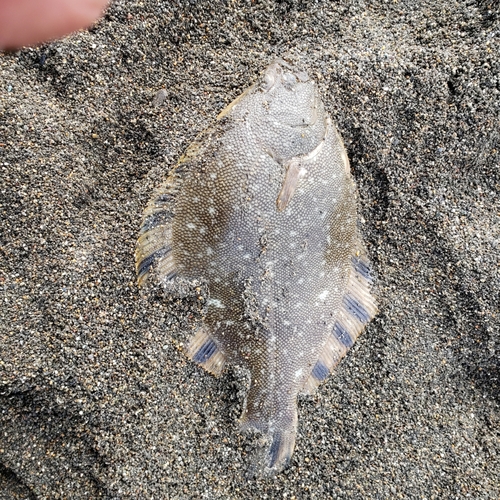 マツカワの釣果