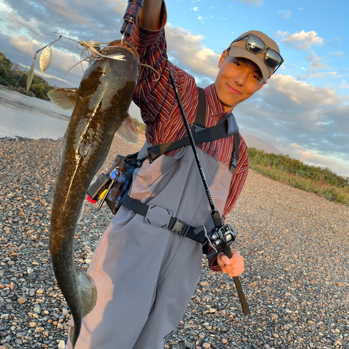 ナマズの釣果