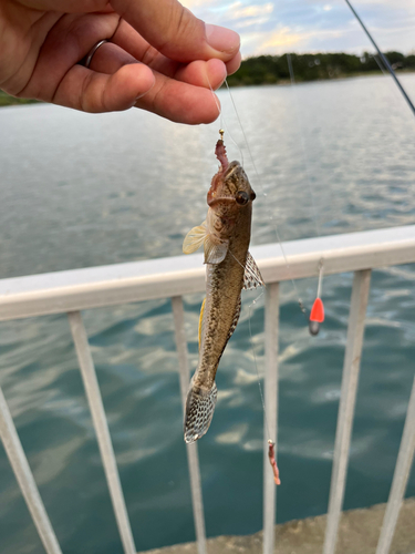 マハゼの釣果