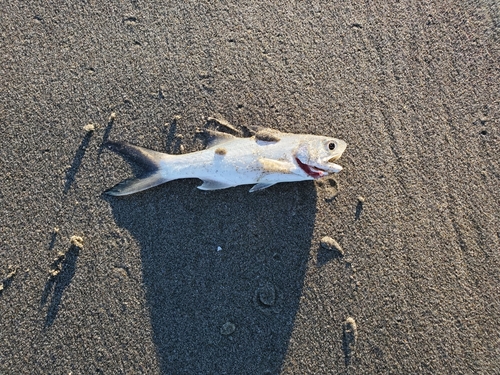 ツバメコノシロの釣果