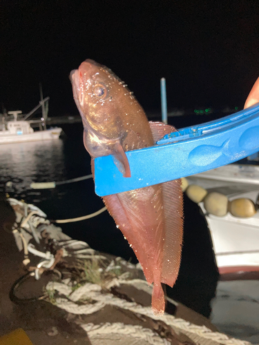 ドンコの釣果