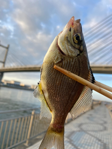 アオタナゴの釣果