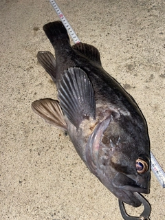 クロソイの釣果