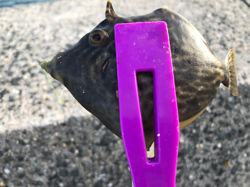 カワハギの釣果