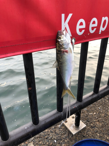 コノシロの釣果