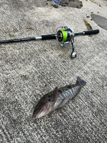 アイナメの釣果